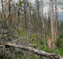TJ Dolní Lomná-Tatry 2014