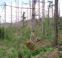 TJ Dolní Lomná-Tatry 2014