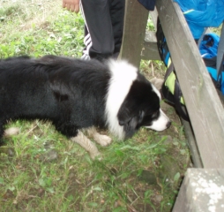 TJDL-běžecké lyžování